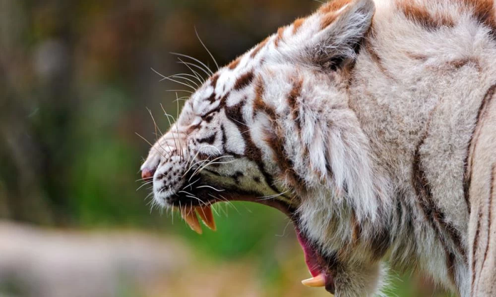 Γύρισε την πλάτη σε λευκή τίγρη για να βγάλει φωτογραφία! (βίντεο)